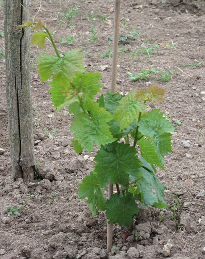 Nyplantet Bolero vinstok hos Frederiksborg Vin