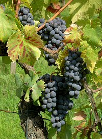 Modne Sangiovese druer fra Chianti Classico