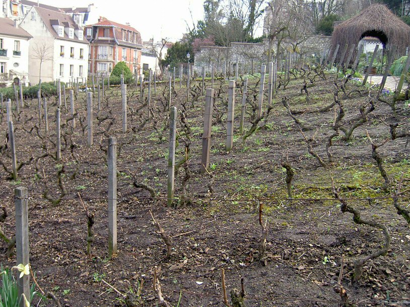 Vinmark på Montmartre i Paris
