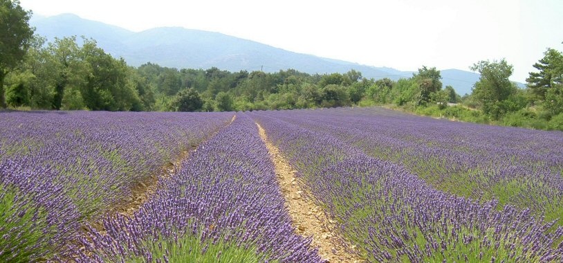 Provence: Lavendelmark