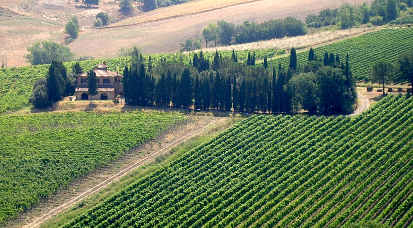 Montepulciano, vinlandskab